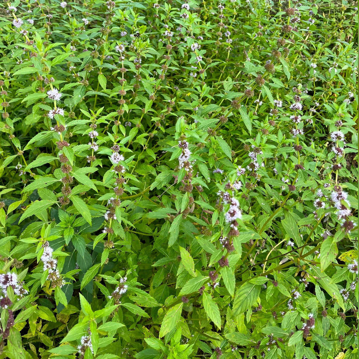 Semences - Menthe du Canada Akène, culture forestière