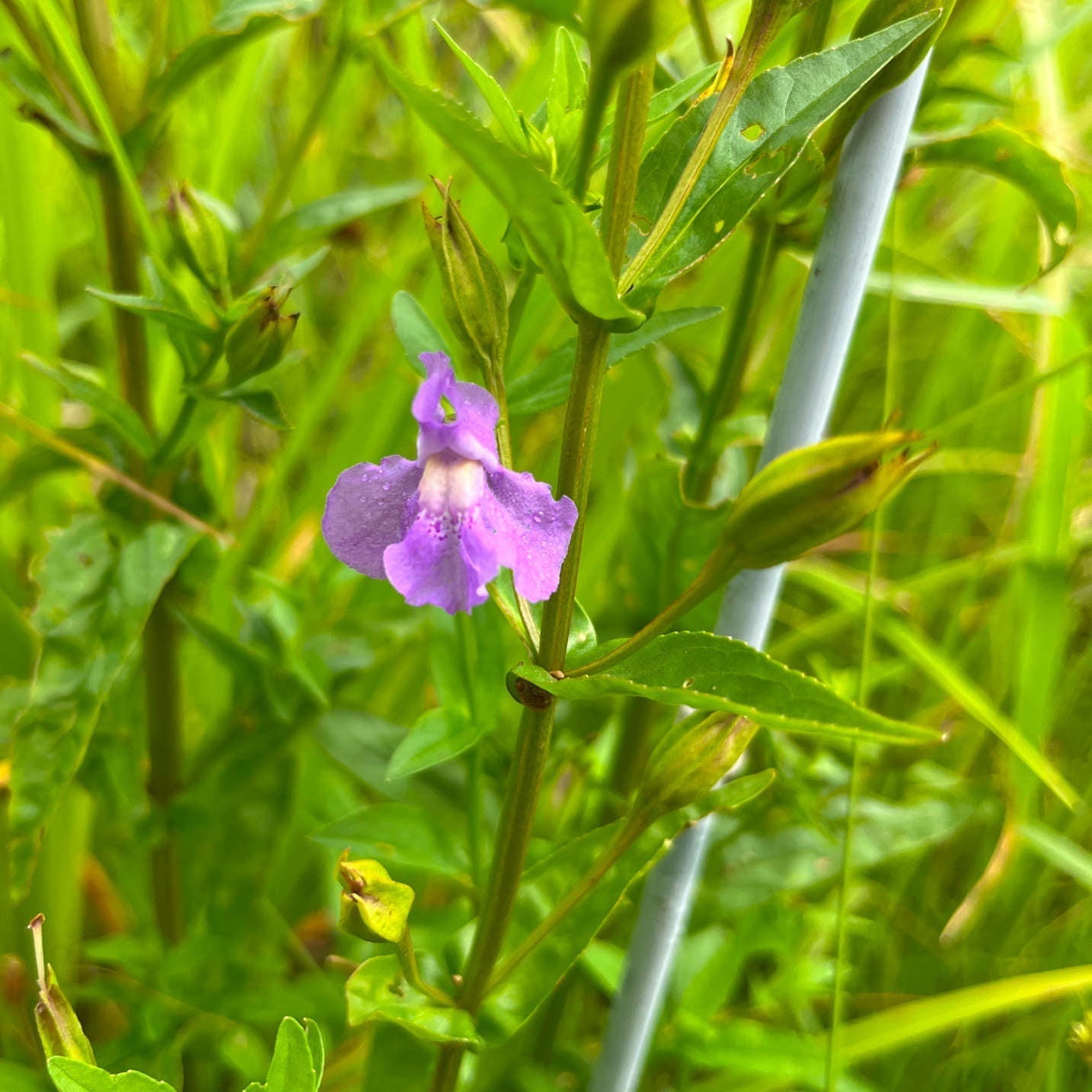 Semences - Mimule à fleurs entrouvertes Akène, culture forestière