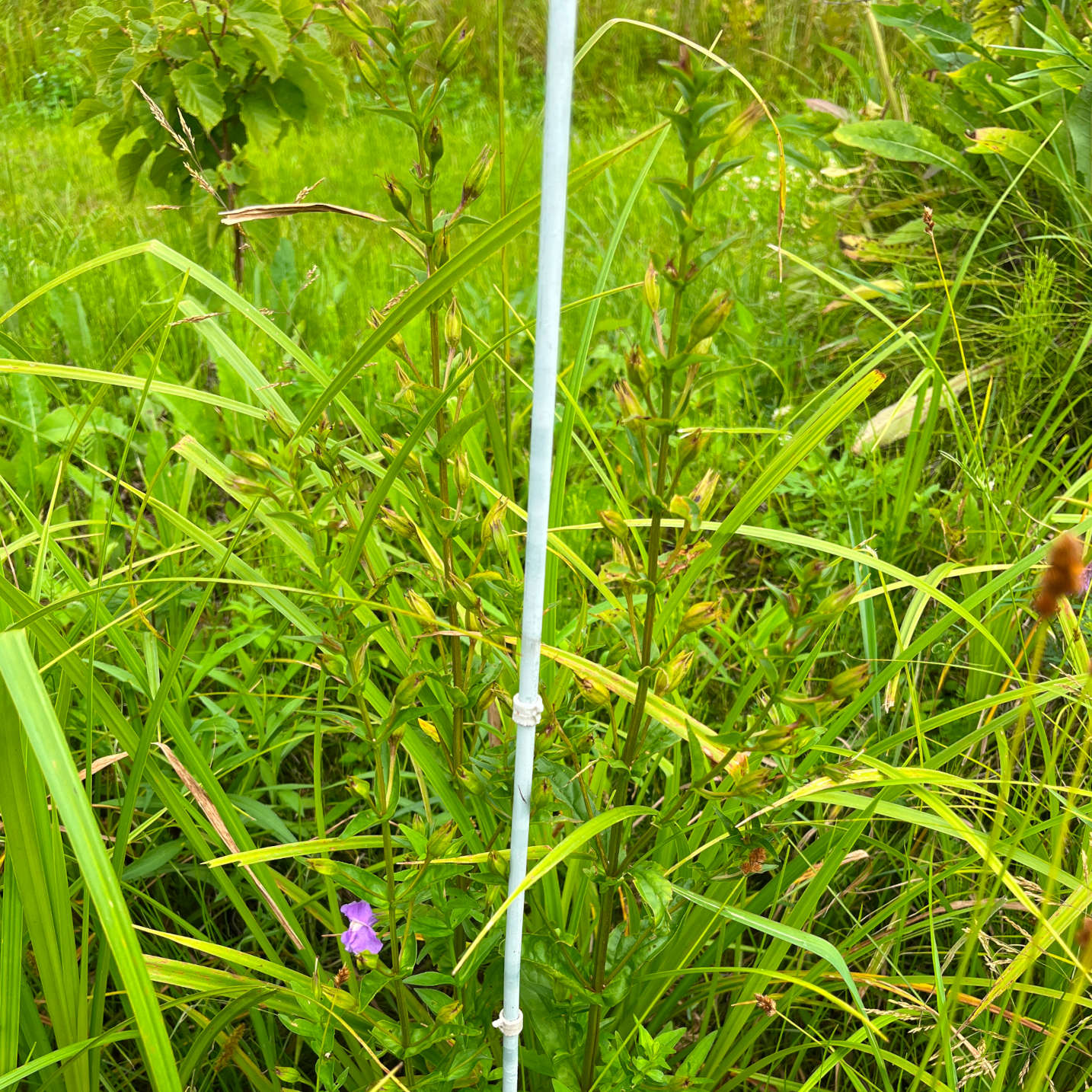 Semences - Mimule à fleurs entrouvertes Akène, culture forestière