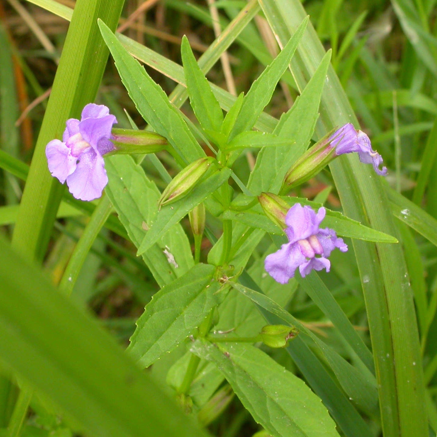 Semences - Mimule à fleurs entrouvertes Akène, culture forestière