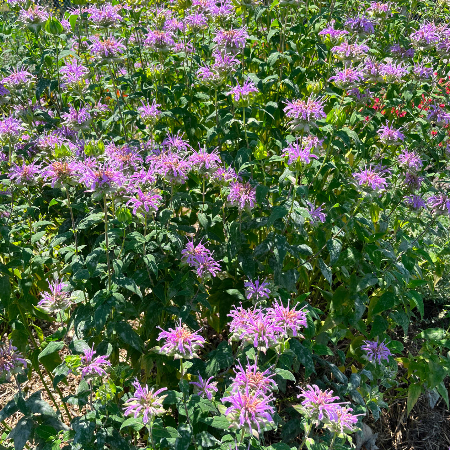 Semences - Monarde fistuleuse Akène, culture forestière
