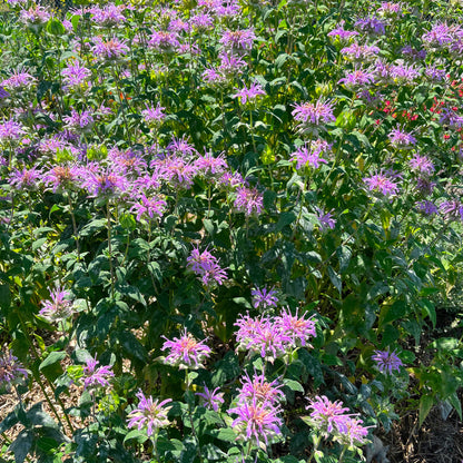 Semences - Monarde fistuleuse Akène, culture forestière