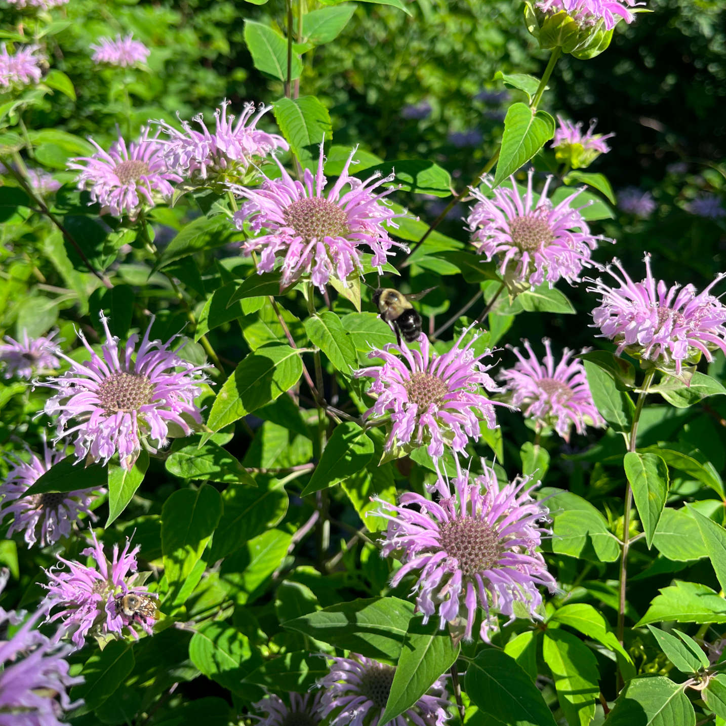 Semences - Monarde fistuleuse Akène, culture forestière
