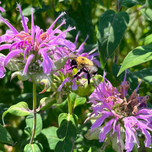 Semences - Monarde fistuleuse Akène, culture forestière