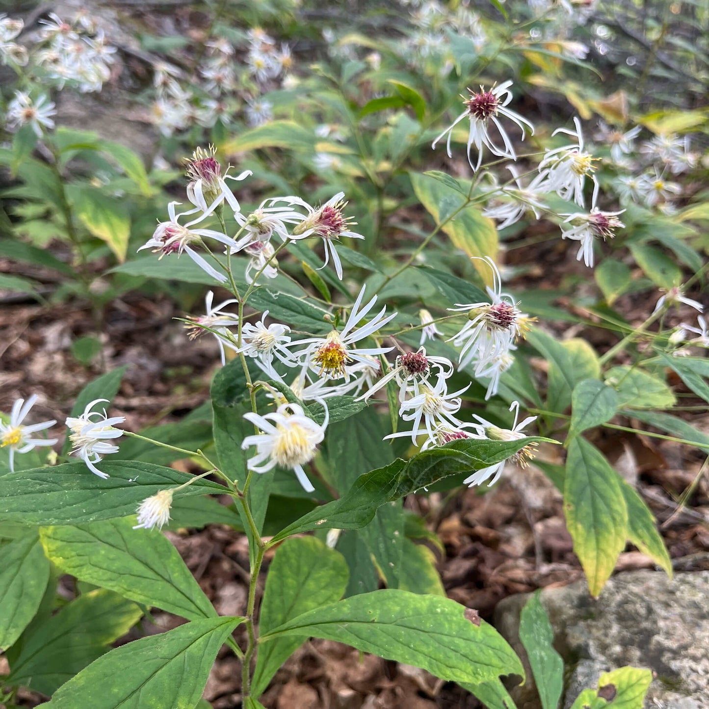 Semences - Aster acuminé Akène, culture forestière