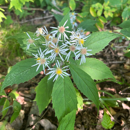Semences - Aster acuminé Akène, culture forestière