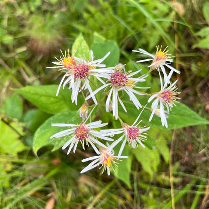 Semences - Aster acuminé Akène, culture forestière