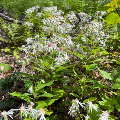 Semences - Aster acuminé Akène, culture forestière