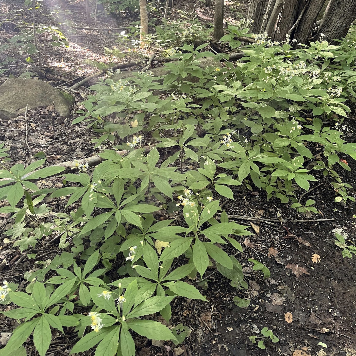 Semences - Aster acuminé Akène, culture forestière