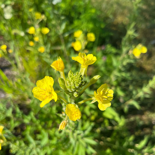 Semences - Onagre bisannuelle Akène, culture forestière