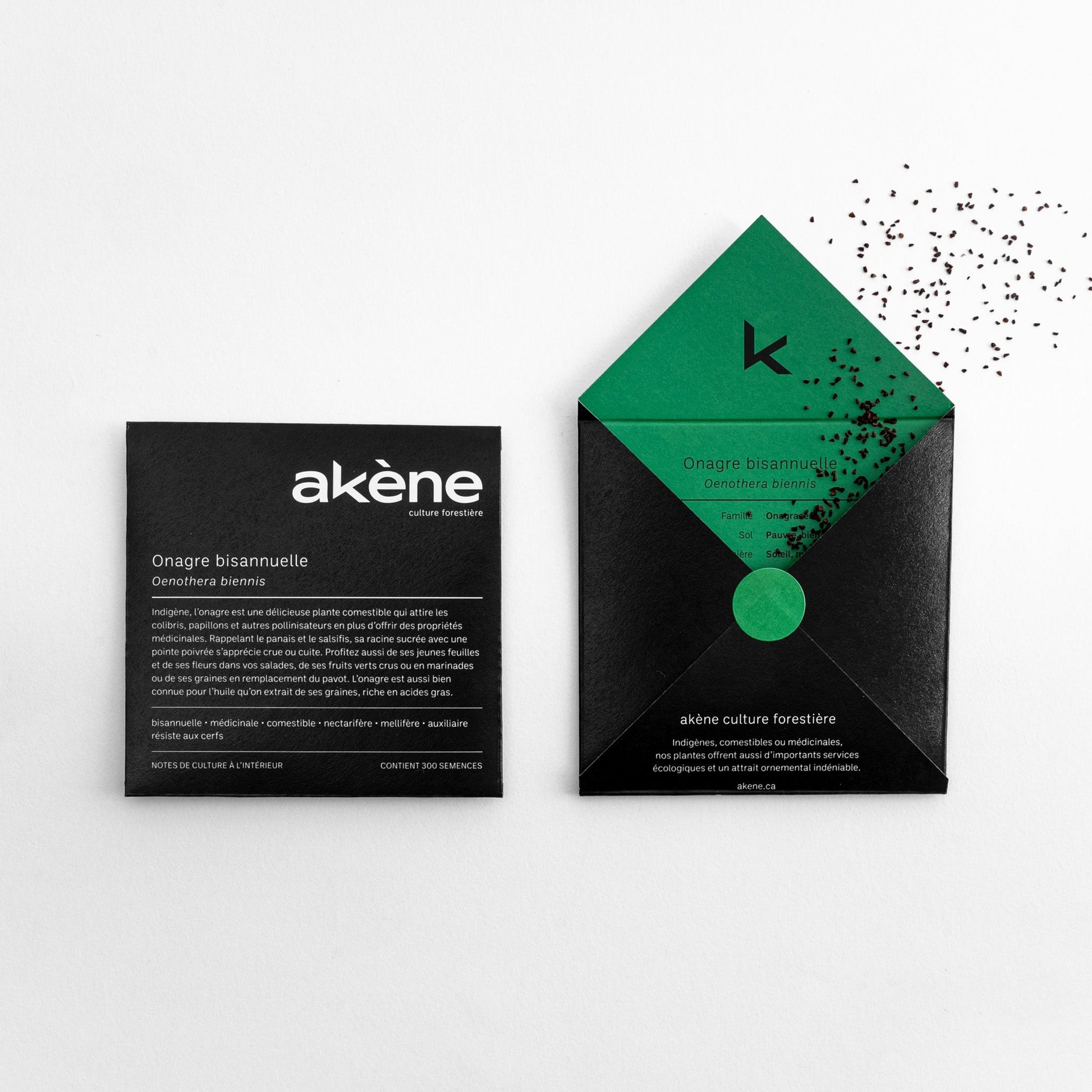 Semences - Onagre bisannuelle Akène, culture forestière