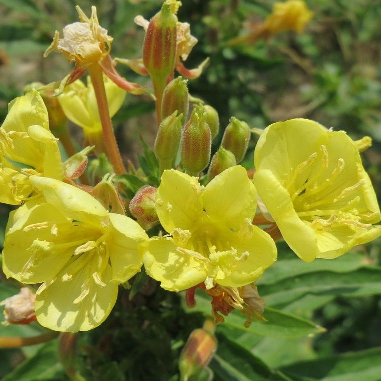 Semences - Onagre bisannuelle Akène, culture forestière