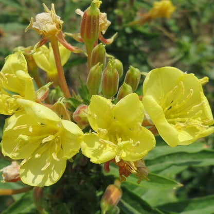 Semences - Onagre bisannuelle Akène, culture forestière