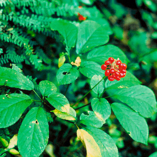 Semences stratifiées Akene  - Ginseng à 5 folioles Akène, culture forestière
