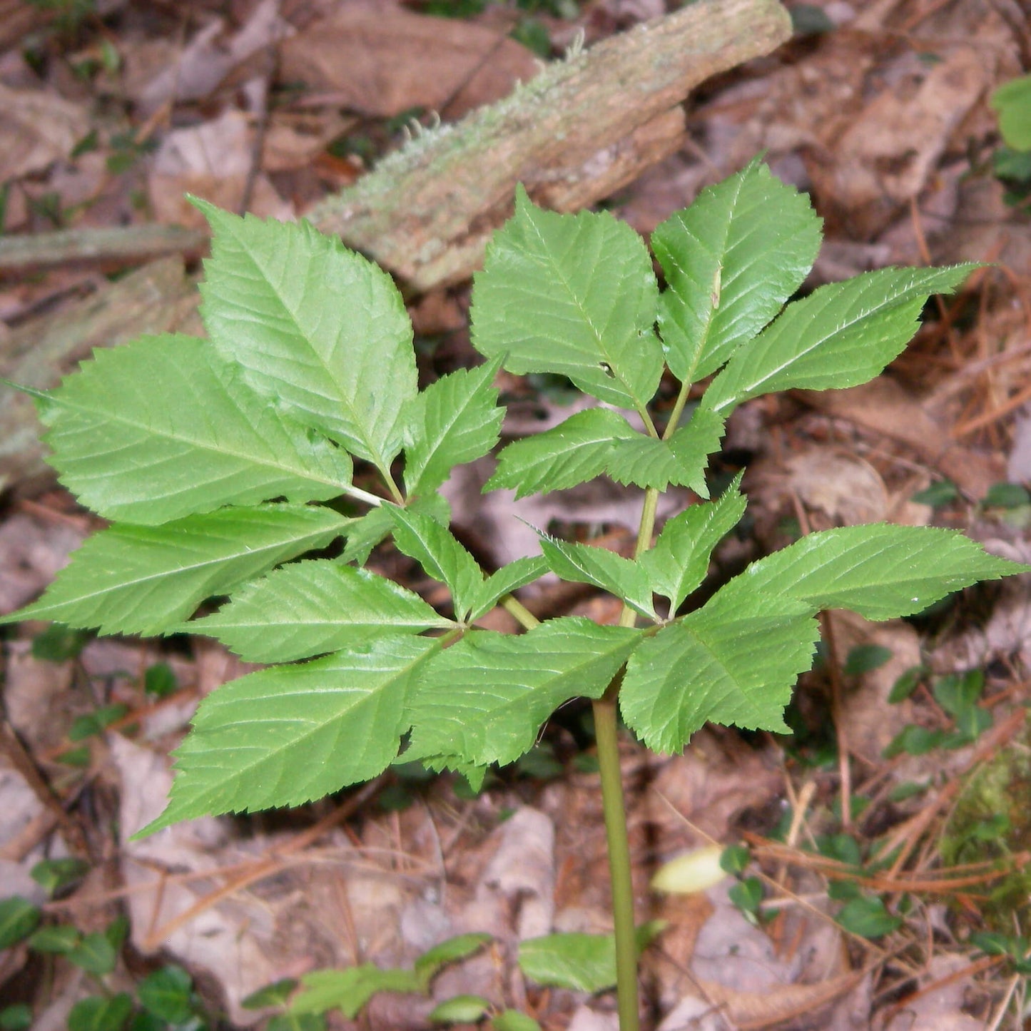 Semences stratifiées Akene  - Ginseng à 5 folioles Akène, culture forestière