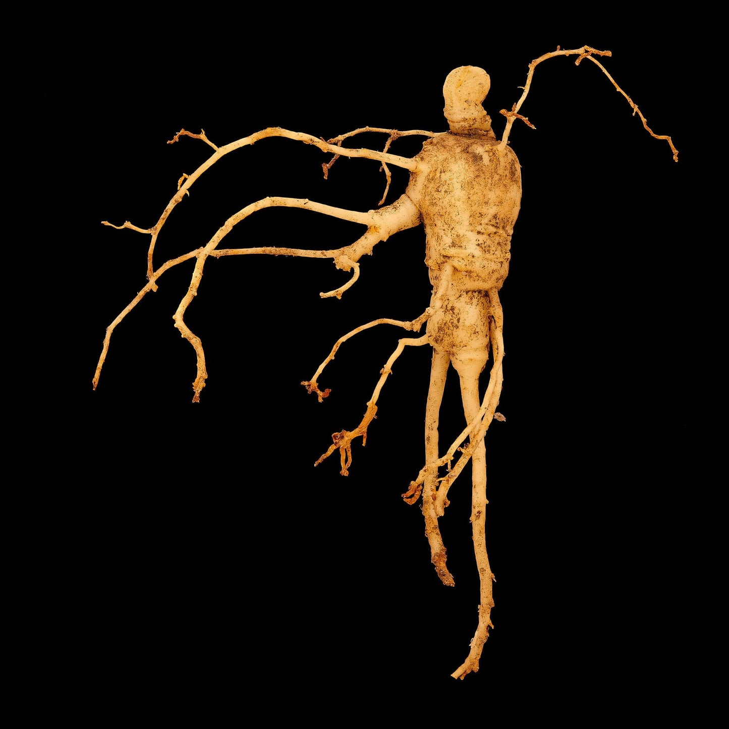 Semences stratifiées Akene  - Ginseng à 5 folioles Akène, culture forestière