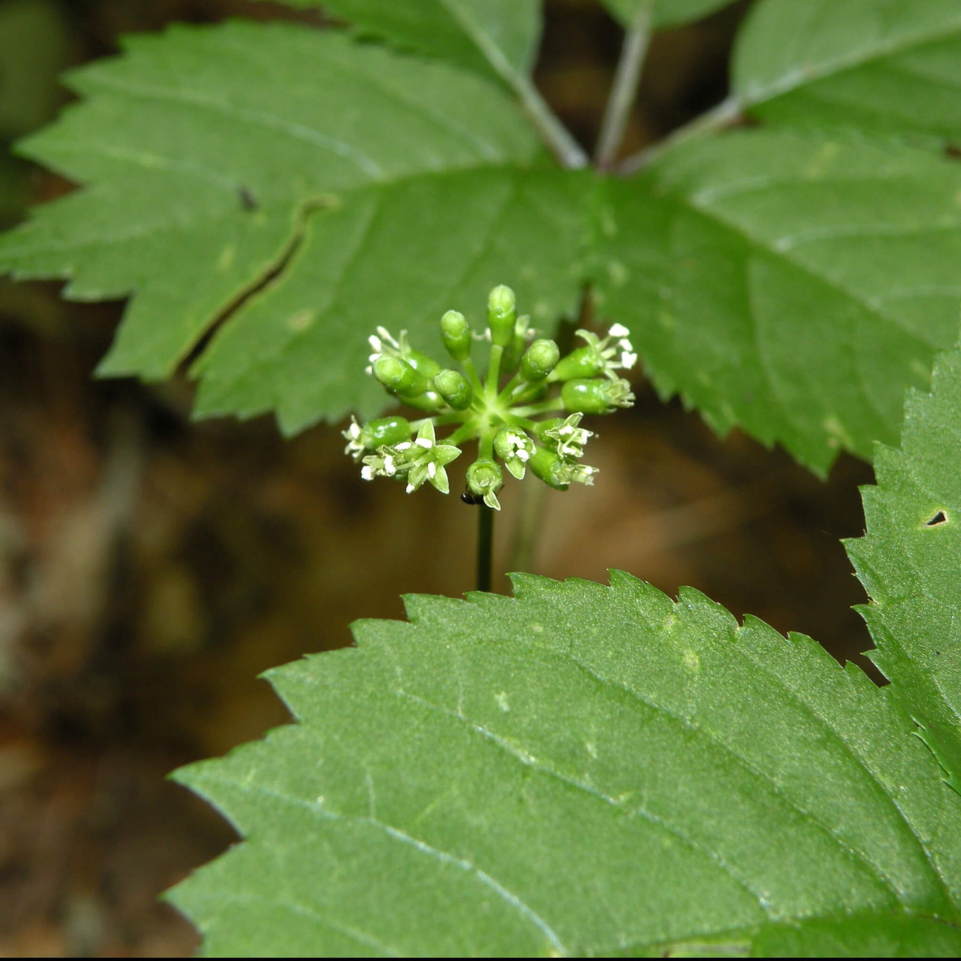 Semences stratifiées Akene  - Ginseng à 5 folioles Akène, culture forestière