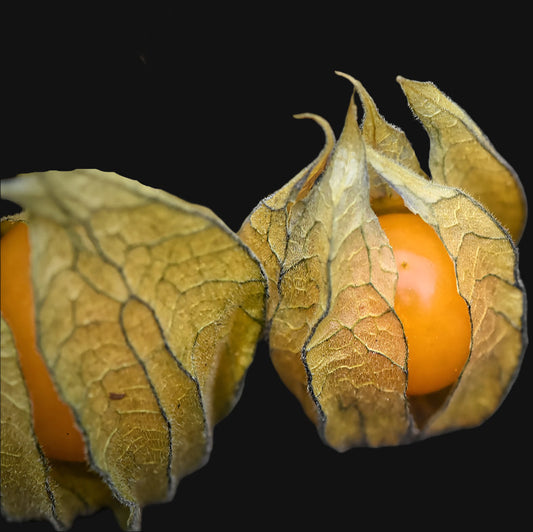 Cape Gooseberry Metchosin Farm