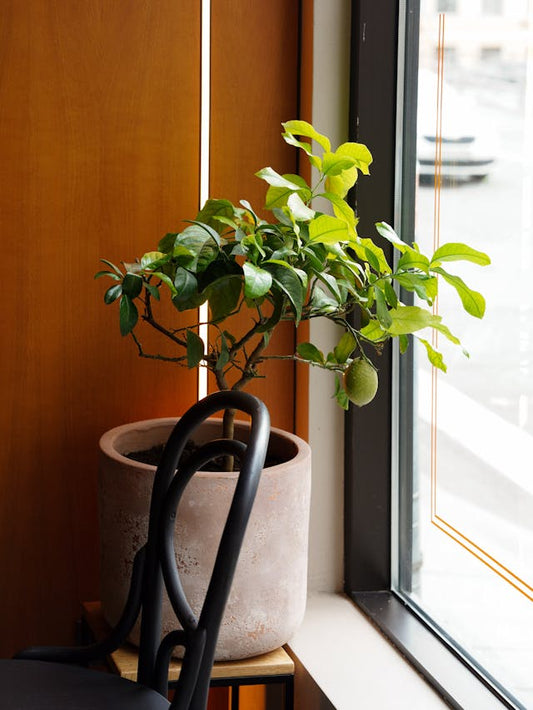 Fred T. Lizer™ - Engrais Pour Agrumes et Arbres Fruitiers