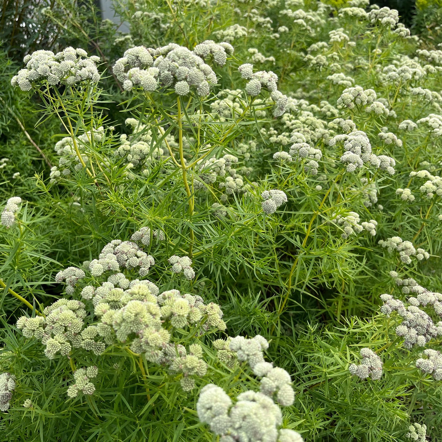 Semences Akene - Pycnanthème à feuilles étroites Akène, culture forestière