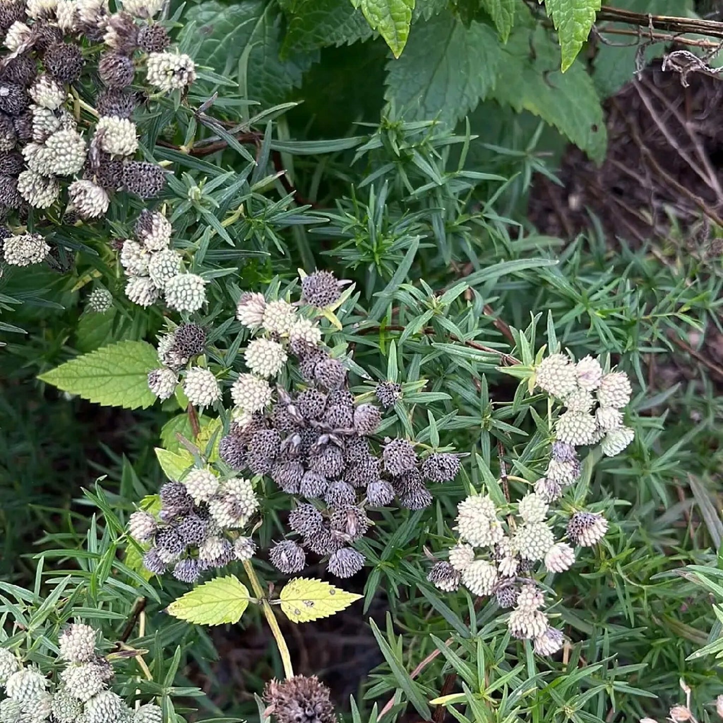 Semences Akene - Pycnanthème à feuilles étroites Akène, culture forestière