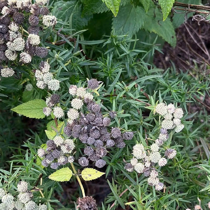 Semences Akene - Pycnanthème à feuilles étroites Akène, culture forestière