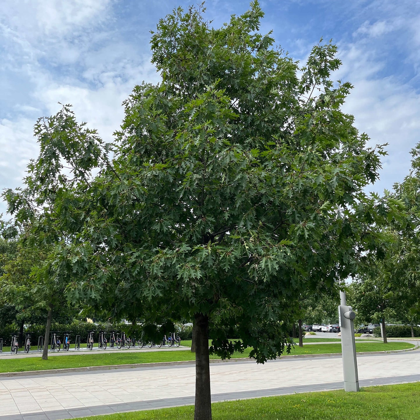 Semences stratifiées - Chêne rouge Akène, culture forestière