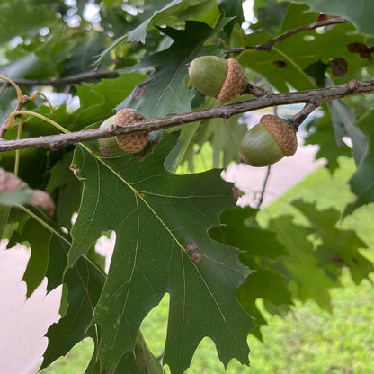 Semences stratifiées - Chêne rouge Akène, culture forestière