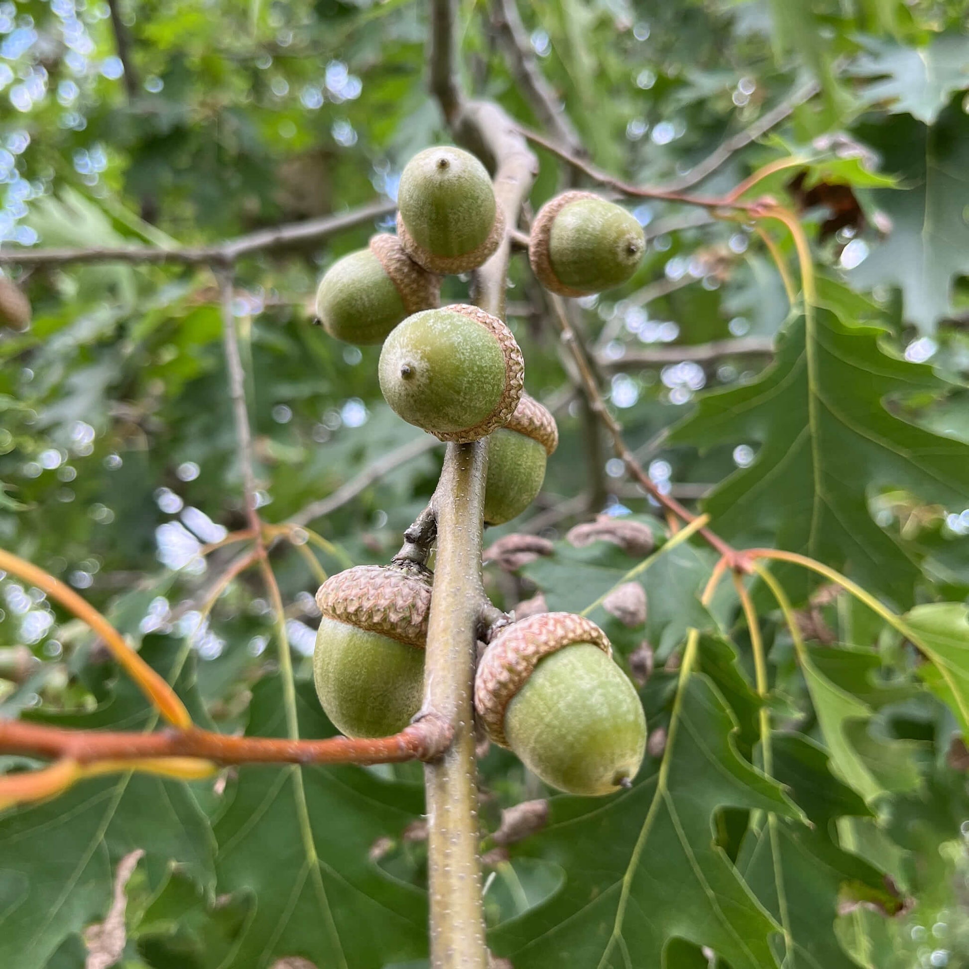 Semences stratifiées - Chêne rouge Akène, culture forestière