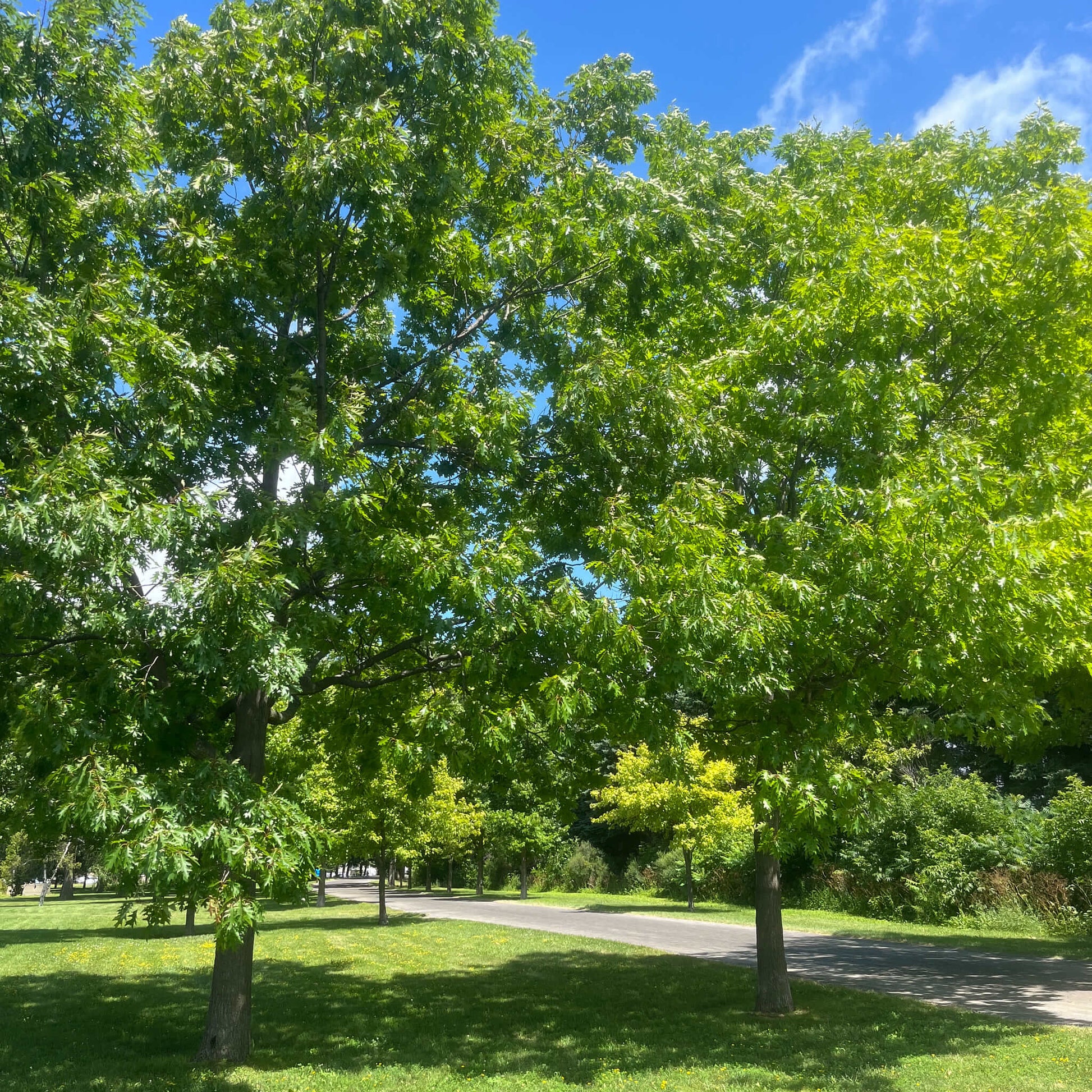 Semences stratifiées - Chêne rouge Akène, culture forestière