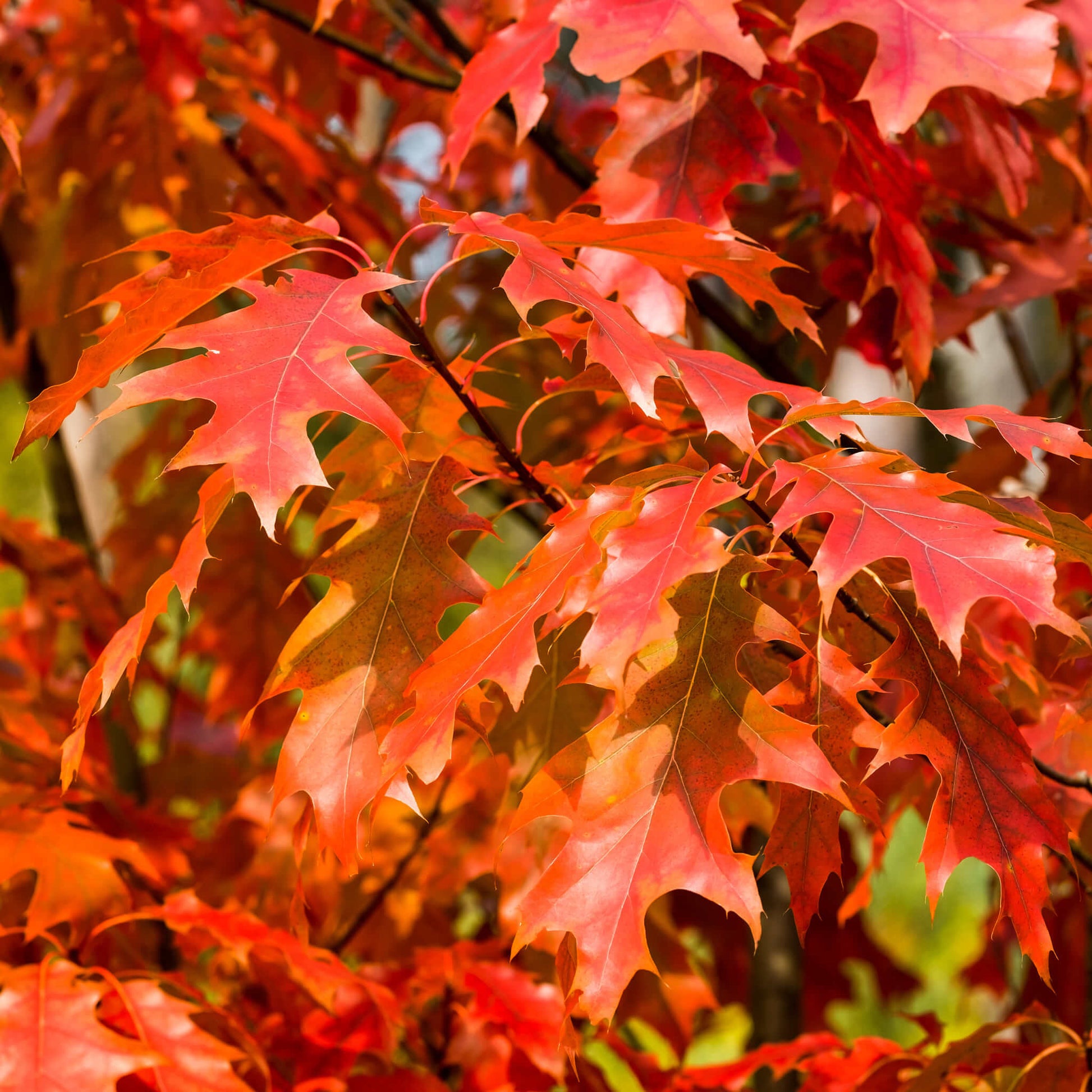 Semences stratifiées - Chêne rouge Akène, culture forestière