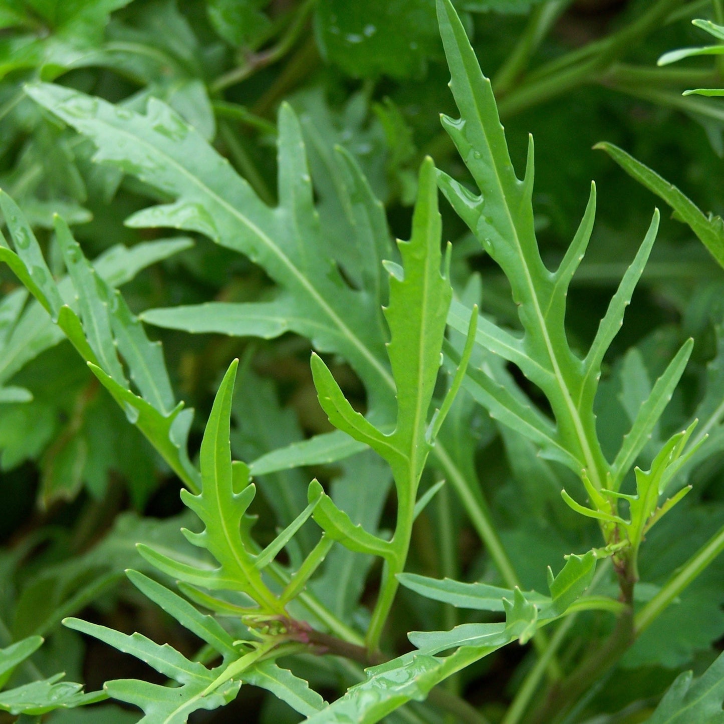 Semences - Roquette sauvage Akène, culture forestière