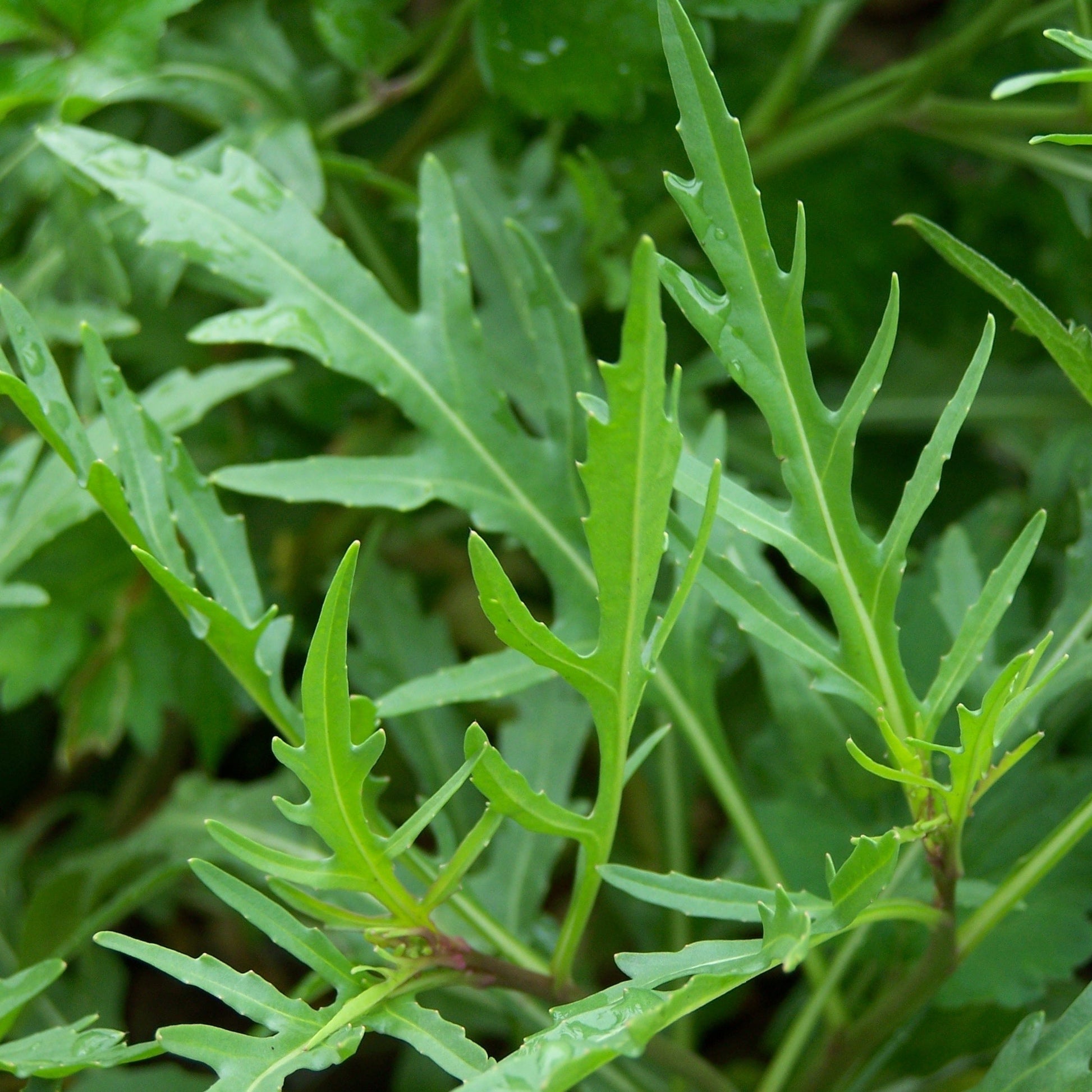 Semences - Roquette sauvage Akène, culture forestière