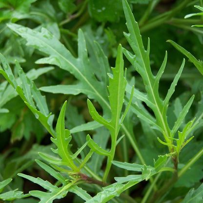 Semences - Roquette sauvage Akène, culture forestière