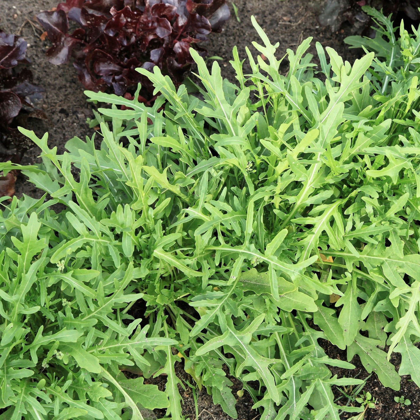 Semences - Roquette sauvage Akène, culture forestière
