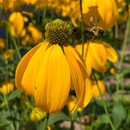 Semences - Rudbeckie laciniée Akène, culture forestière