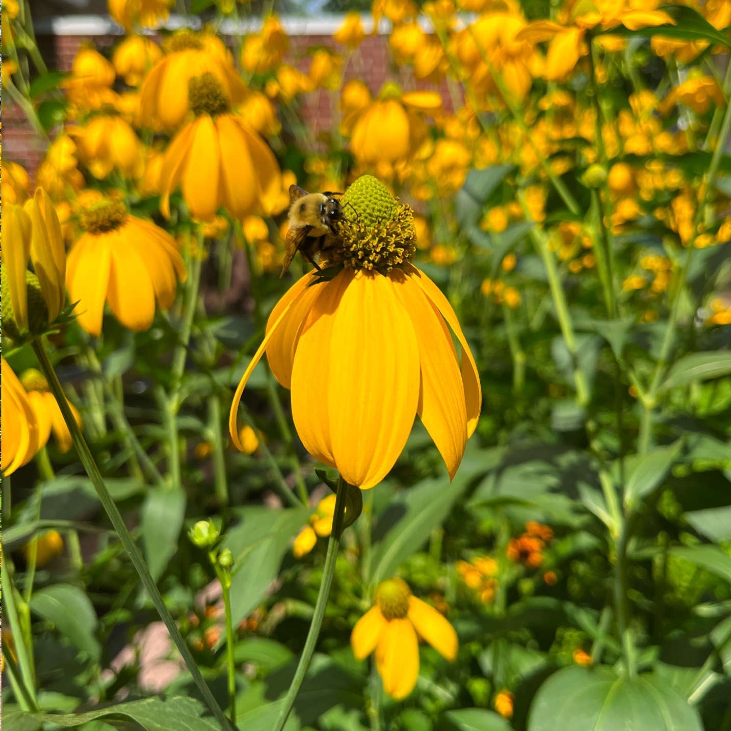 Semences - Rudbeckie laciniée Akène, culture forestière