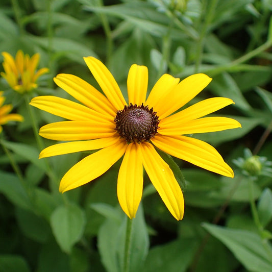 Semences - Rudbeckie hérissée Akène, culture forestière