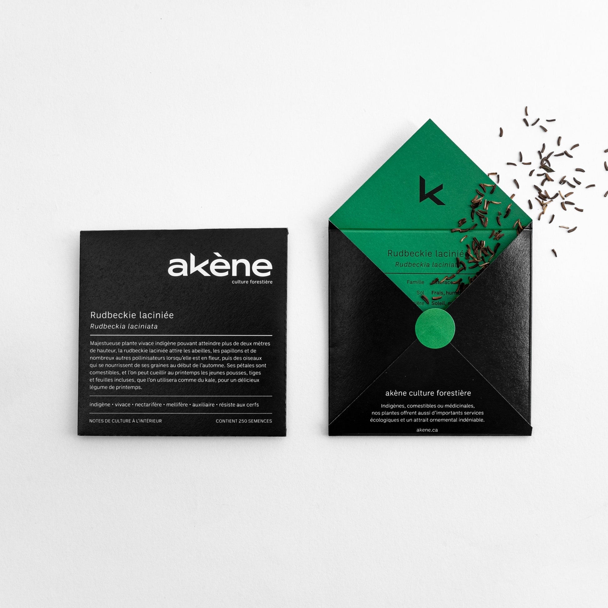 Semences - Rudbeckie laciniée Akène, culture forestière