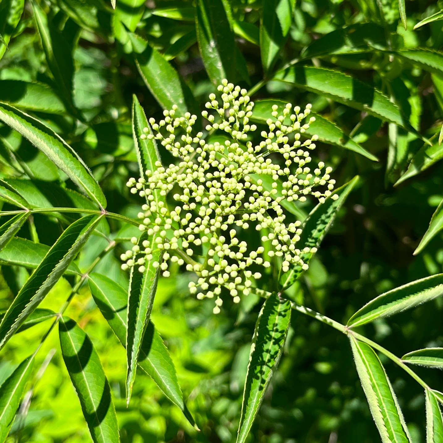 Semences - Sureau blanc Akène, culture forestière