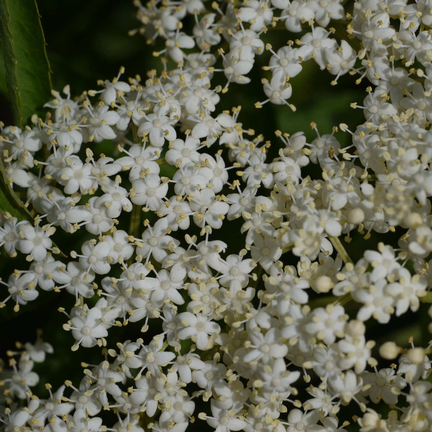Semences - Sureau blanc Akène, culture forestière