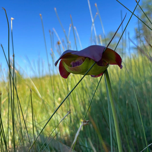 Semences - Sarracénie pourpre Akène, culture forestière