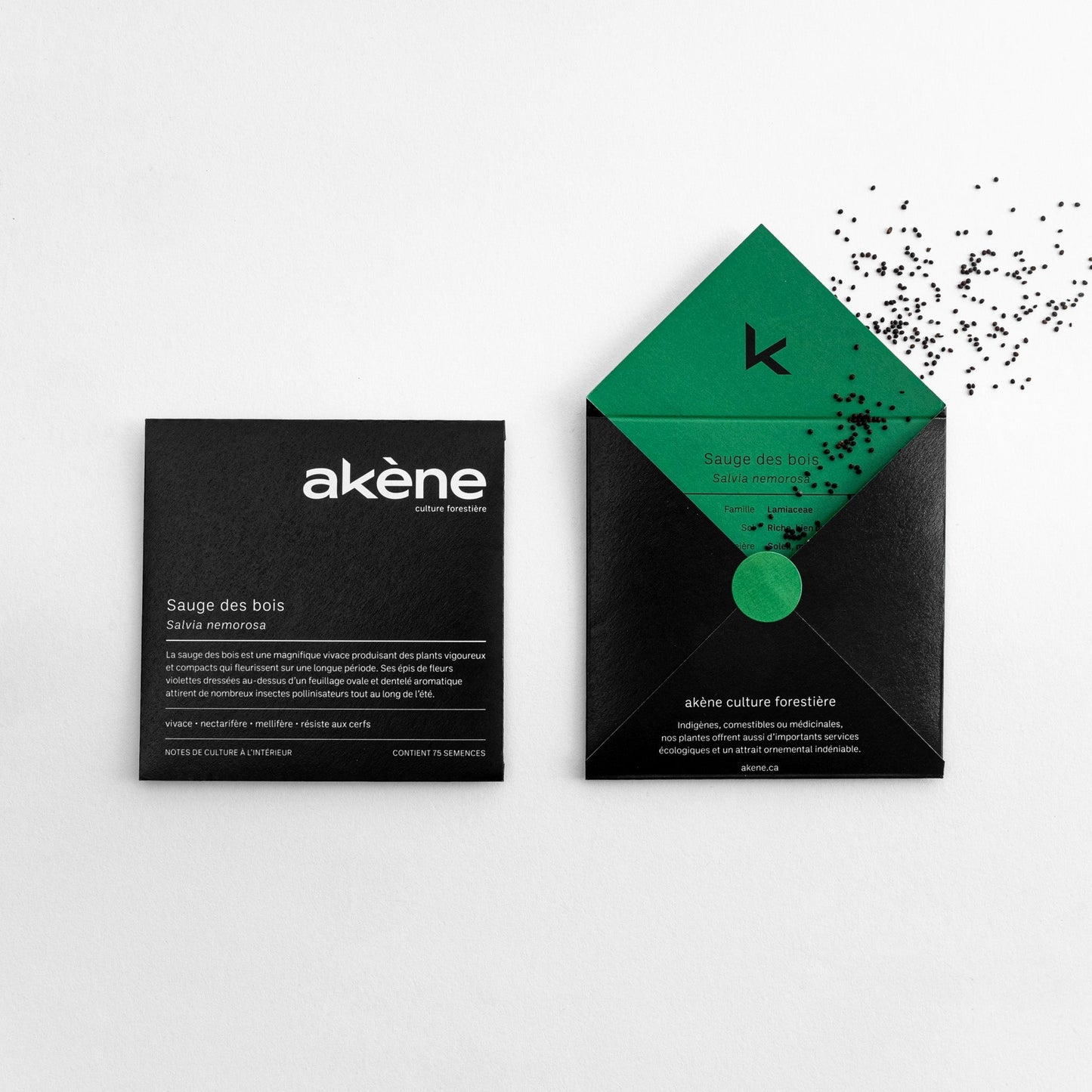 Semences - Sauge des bois Akène, culture forestière