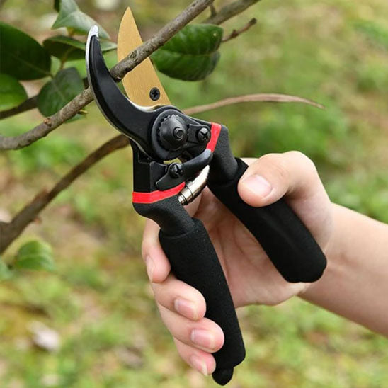 secateur coupe oranger