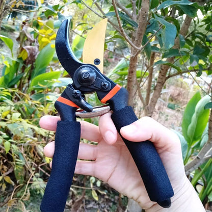 secateur coupe un ficus