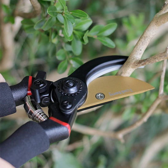 secateur coupe une branche