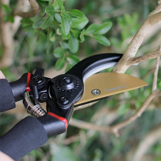 secateur coupe une branche