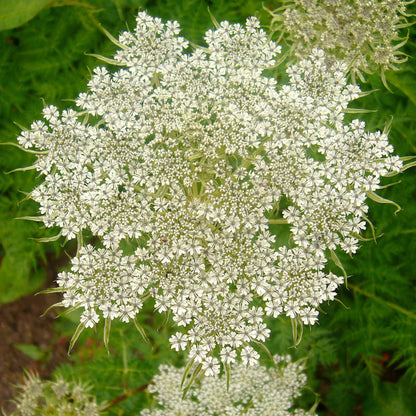 Semences - Berle douce Akène, culture forestière