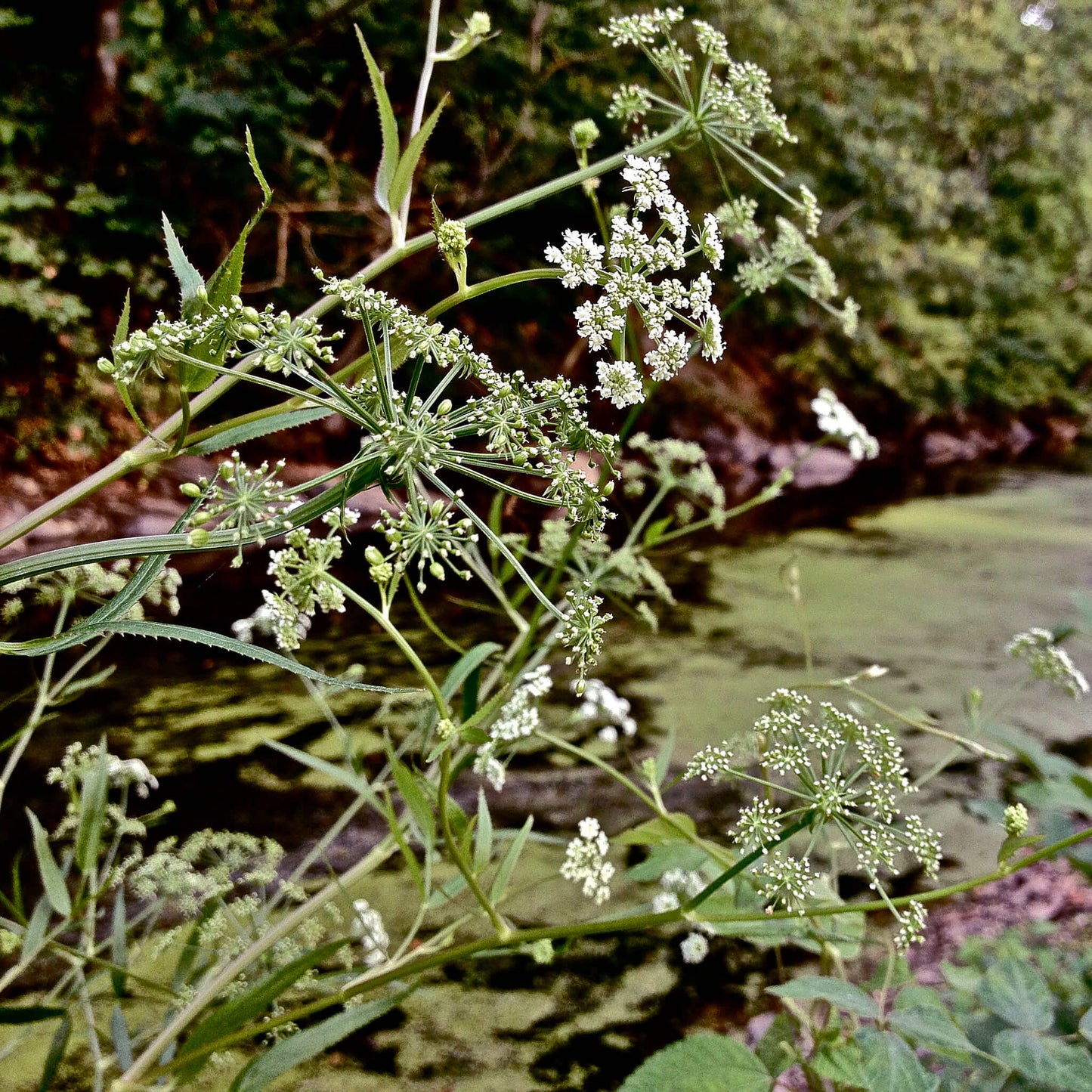 Semences - Berle douce Akène, culture forestière