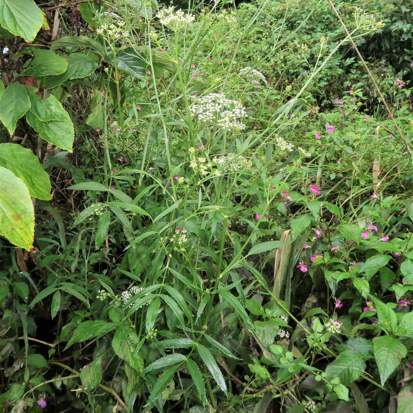 Semences - Berle douce Akène, culture forestière